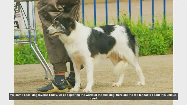 Video thumbnail for Top 10 Fascinating Facts About the Aidi Dog