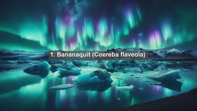 Video thumbnail for Wings of the Caribbean: Explore the Top 10 Native Birds of the US Virgin Islands