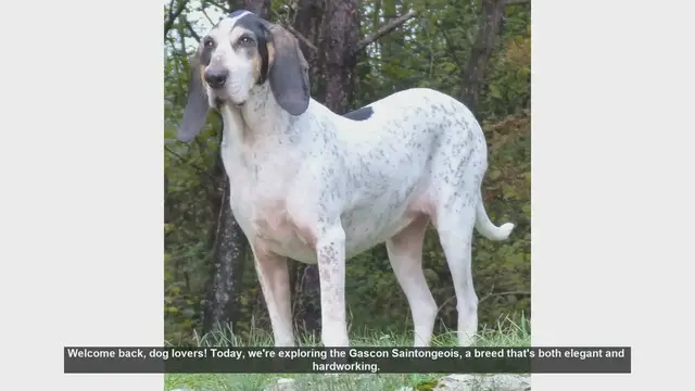 Video thumbnail for Gascon Saintongeois: Pros and Cons of This Elegant Hunting Dog