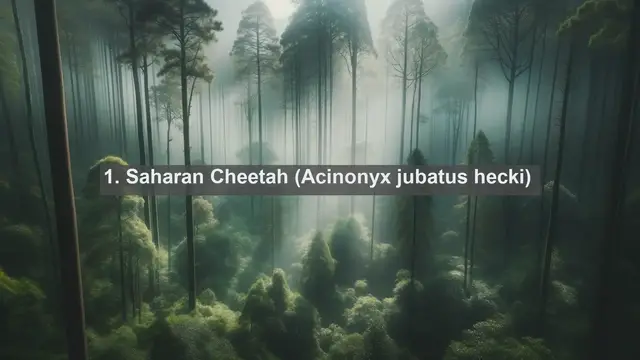 Video thumbnail for Unveiling Mauritania's Wildlife: Top 10 Native Animals of the Saharan Desert