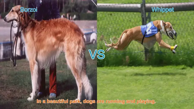 Video thumbnail for Borzoi vs. Whippet: A Comparison of Graceful Dog Breeds