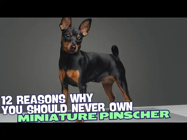 Video thumbnail for 12 Reasons Why You Should Never Own a Miniature Pinscher 🚫