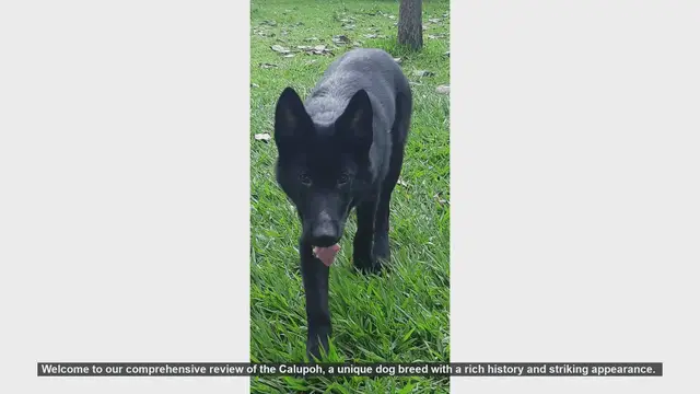 Video thumbnail for Calupoh: The Mexican Wolf-Dog - History, Traits, and Care