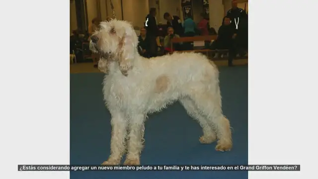 Video thumbnail for Descubre al Grand Griffon Vendéen: El Compañero Perfecto para Aventuras