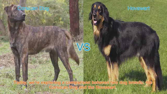 Video thumbnail for Corsican Dog vs. Hovawart: A Comprehensive Breed Comparison