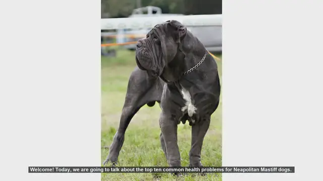 Video thumbnail for Top 10 Common Health Problems in Neapolitan Mastiff Dogs