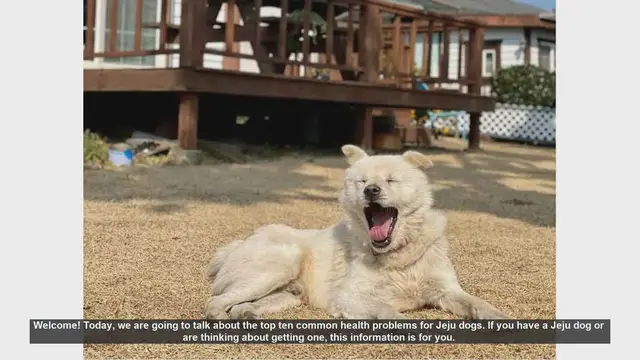 Video thumbnail for Top 10 Common Health Problems in Jeju Dogs