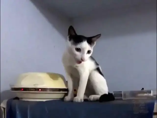 Video thumbnail for اصوات القطط تجميعه مميزه اصوات القطط صوت قطط مميزه