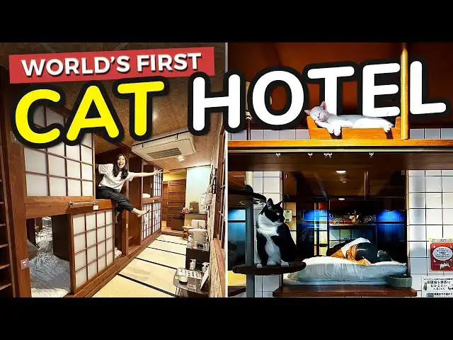 'Video thumbnail for World's FIRST Cat Capsule Hotel in Japan 😸🇯🇵 Sleep while watching cats!'