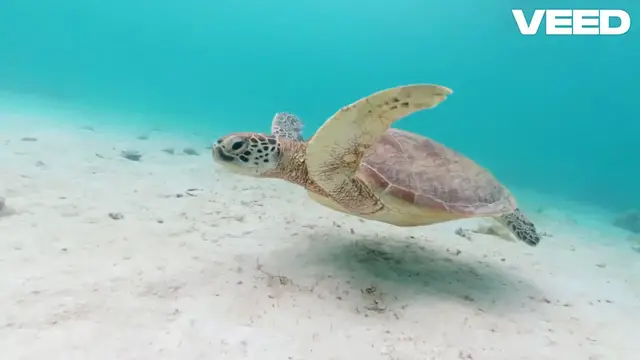 Video thumbnail for Ultimate Softshell Turtle Tank Setup!