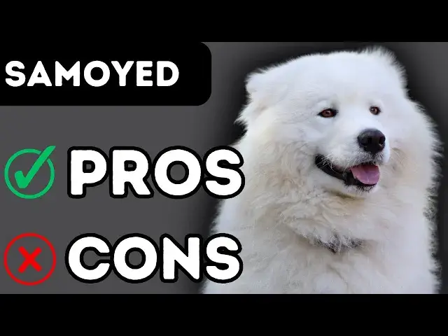 'Video thumbnail for Samoyed Dog Breed Pros and Cons'