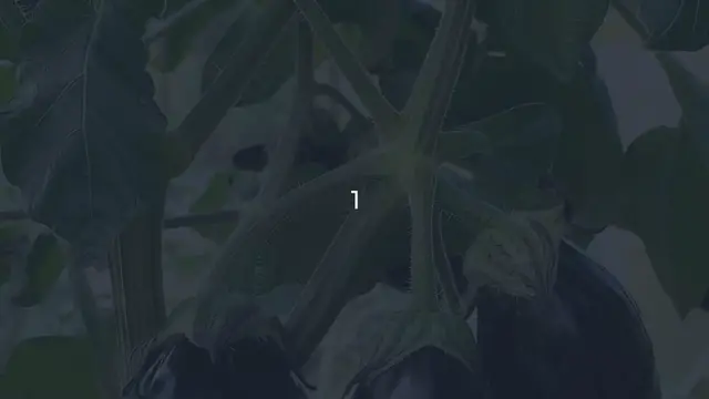 Video thumbnail for How to Grow Eggplants in Your Backyard