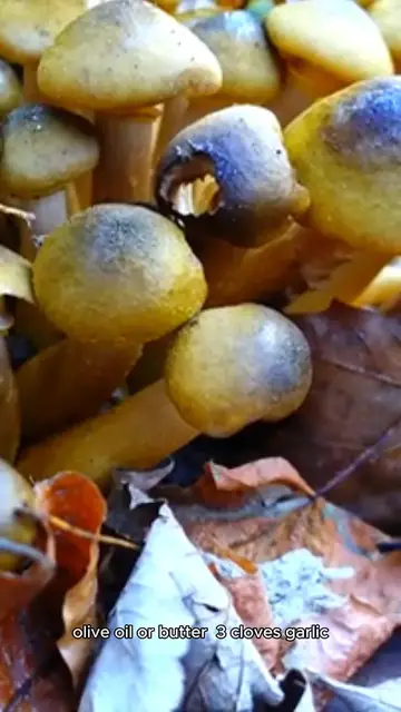 Video thumbnail for Mashroom recipie