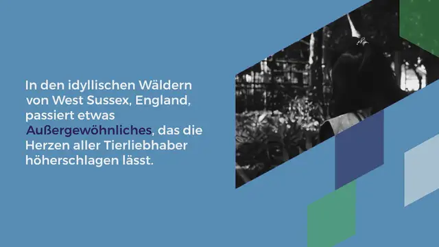 Video thumbnail for Fuchsbaby entdeckt einen roten Ball: Seine Reaktion lässt Herzen schmelzen