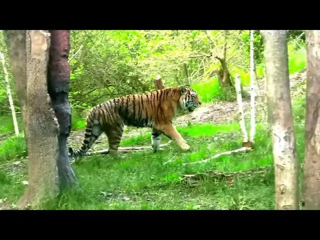 Video thumbnail for How Do Tigers Deal with Heat in Tropical Regions?