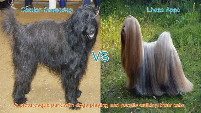 Video thumbnail for Catalan Sheepdog vs. Lhasa Apso: A Breed Comparison