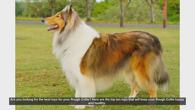 Video thumbnail for Top 10 Toys to Keep Your Rough Collie Happy and Healthy