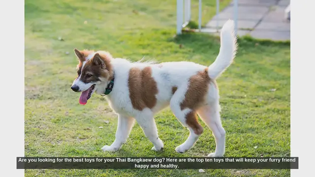 Video thumbnail for Top 10 Toys for Your Thai Bangkaew Dog: Keep Them Happy and Healthy!