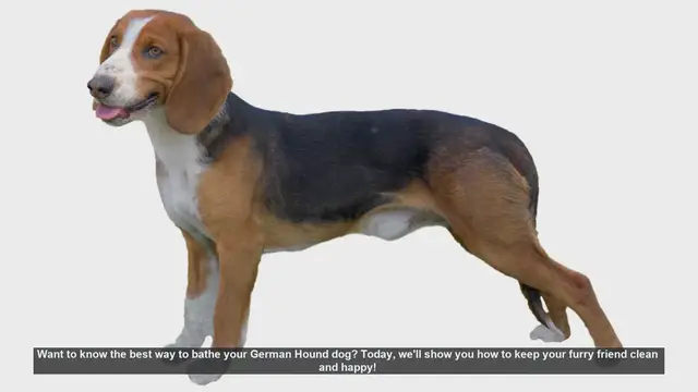 Video thumbnail for How to Bathe Your German Hound: Step-by-Step Guide
