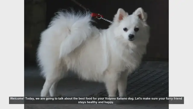 Video thumbnail for Best Food for Your Volpino Italiano: Tips for a Healthy and Happy Dog