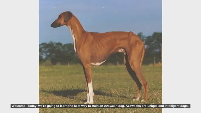 Video thumbnail for How to Train Your Azawakh Dog: Essential Tips for Success