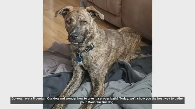 Video thumbnail for How to Bathe Your Mountain Cur Dog: Step-by-Step Guide