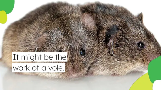 Video thumbnail for Vole Hole In Yard