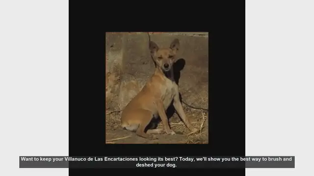 Video thumbnail for How to Brush and Deshed Your Villanuco de Las Encartaciones