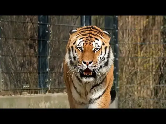 Video thumbnail for How Artificial Insemination Programs for Tigers Are Conducted?