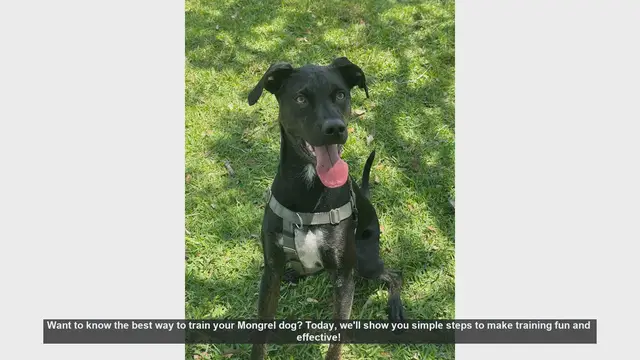 Video thumbnail for Effective Training Tips for Your Mongrel Dog