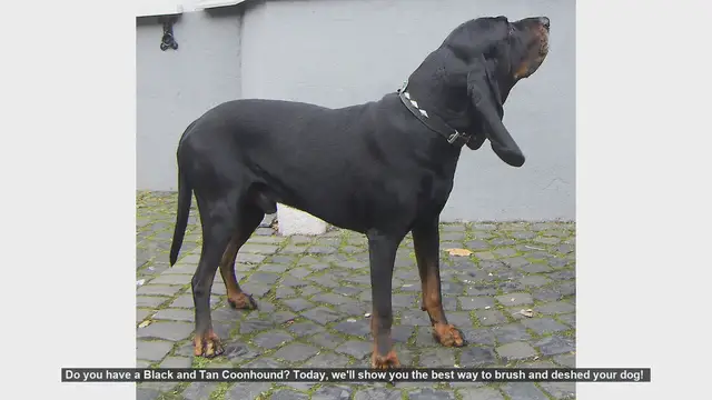 Video thumbnail for How to Brush and Deshed Your Black and Tan Coonhound
