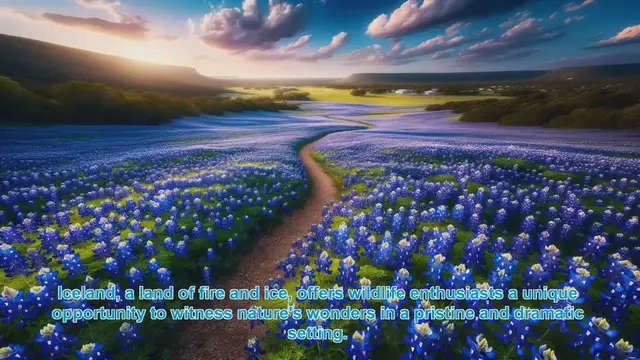 Video thumbnail for Discover Iceland's Top 10 Wildlife Destinations