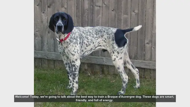 Video thumbnail for How to Train Your Braque d'Auvergne: Tips for Success