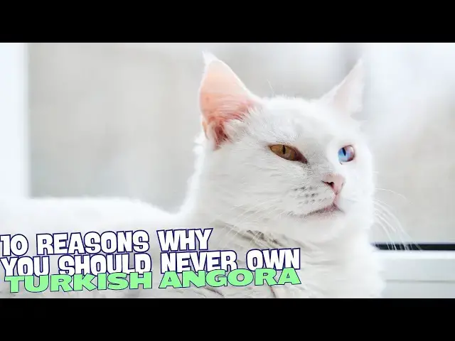 Video thumbnail for 10 Reasons Why You Should Never Own a Turkish Angora Cat! ??
