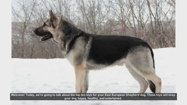 Video thumbnail for Top 10 Toys for Your East European Shepherd Dog