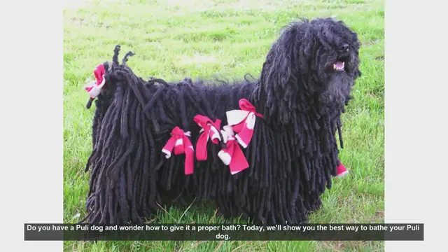Video thumbnail for How to Properly Bathe Your Puli Dog: Step-by-Step Guide