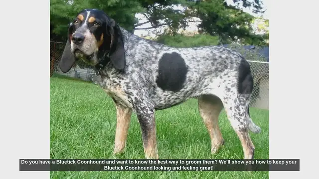 Video thumbnail for How to Groom Your Bluetick Coonhound: Tips for a Happy and Healthy Dog