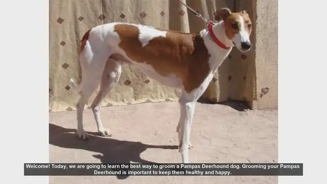 Video thumbnail for How to Groom Your Pampas Deerhound: Step-by-Step Guide