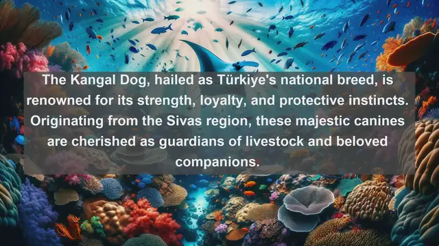 Video thumbnail for Turkey's Top 10 Favorite Pets: Discover the Beloved Companions of Turkey