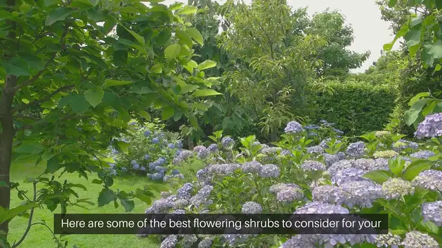Video thumbnail for Best Flowering Shrubs For Your Landscape