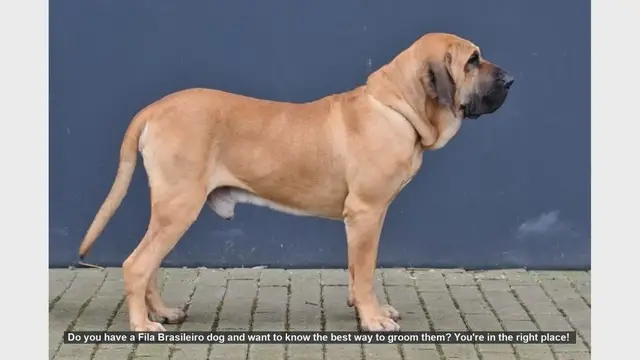 Video thumbnail for How to Groom Your Fila Brasileiro: Essential Tips for a Healthy Dog