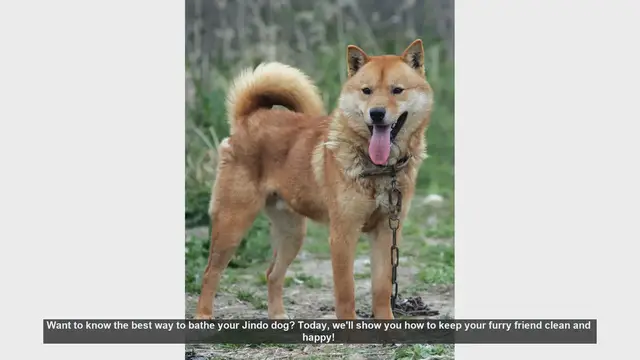 Video thumbnail for How to Bathe Your Jindo Dog: Step-by-Step Guide