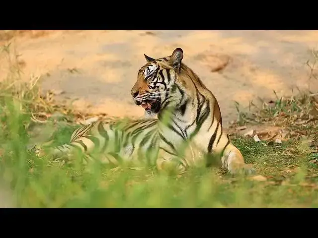 Video thumbnail for How Climate Change Is Affecting Tiger Habitats?
