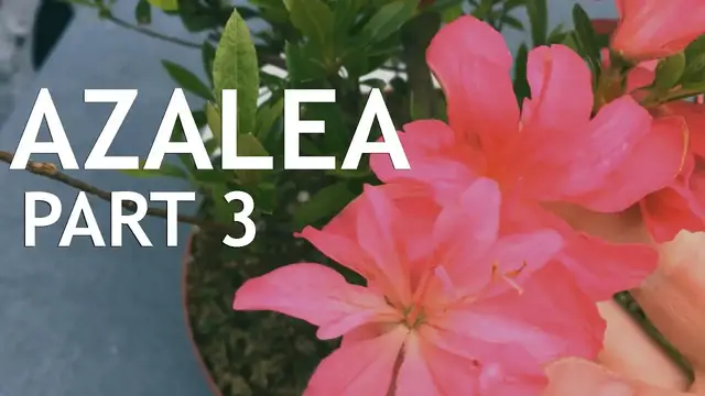 'Video thumbnail for Azalea Bonsai from Nursery Stock, 3'