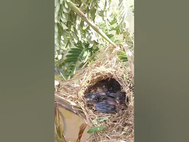 'Video thumbnail for Babies Bird Cries Feed Eat (EP-89)  #birds #nature #birdfeeding #birdwatching'
