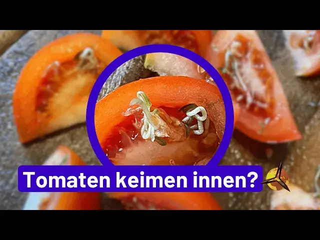 Video thumbnail for Tomaten keimen innen - essbar oder giftig?
