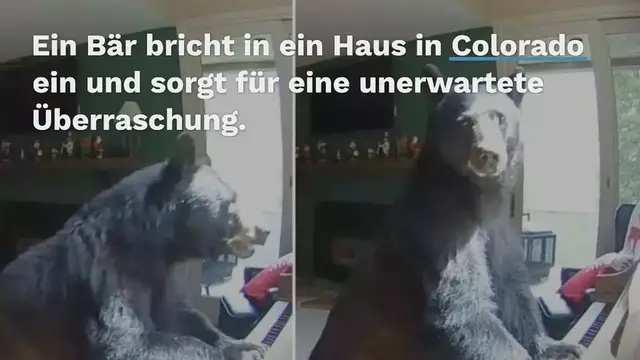 Video thumbnail for Bär bricht in Haus ein – was er im Wohnzimmer tut, sorgt für heftige Lachtränen