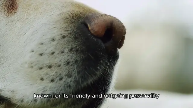 Video thumbnail for The Labrador