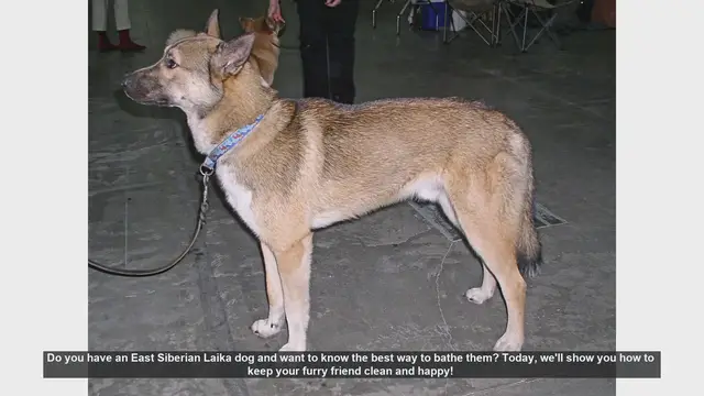 Video thumbnail for How to Bathe Your East Siberian Laika: Step-by-Step Guide