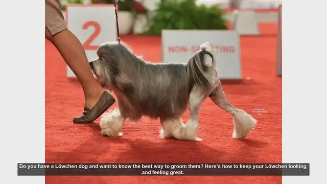 Video thumbnail for Ultimate Löwchen Grooming Guide: Keep Your Dog Looking Great!